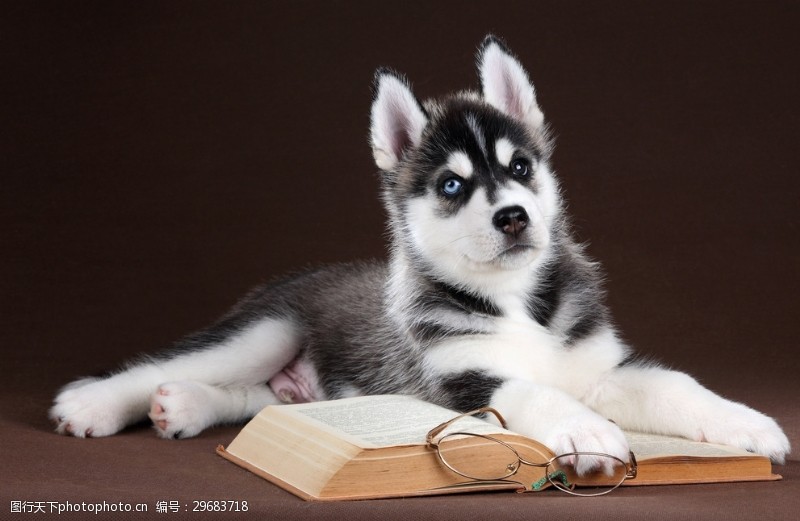 猫咪前腿伤口不愈合：揭开背后的原因与解决之道