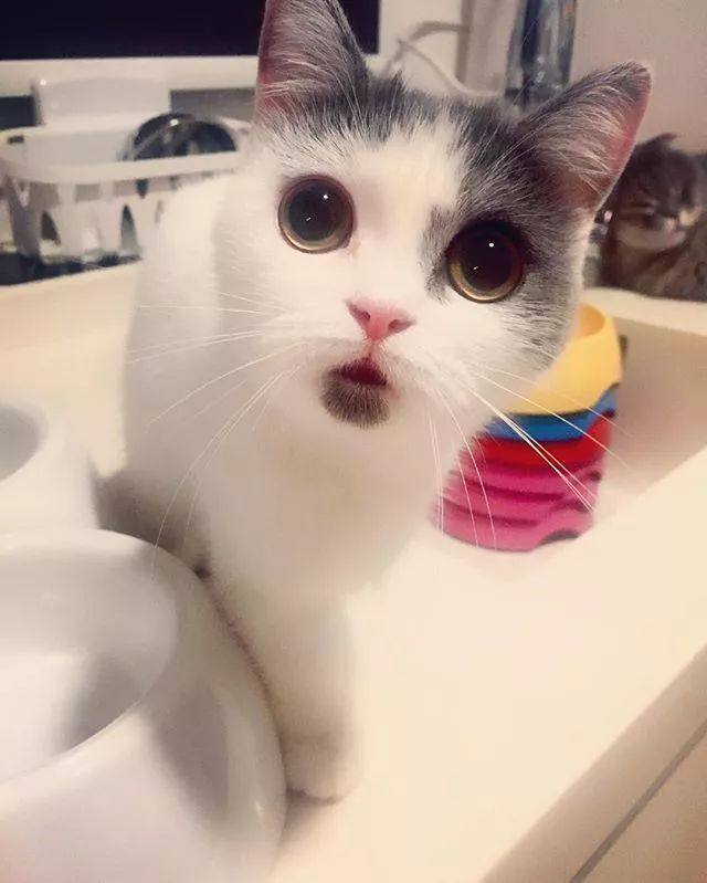 狗狗人类感情——宠物护理人员的视角